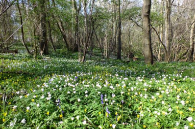 Cloud Wood, a site of special scientific interest. Photo courtesy of Leicestershire and Rutland Wildlife Trust.