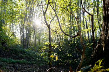 Ancient woodland clearances are to be halted during HS2 review.