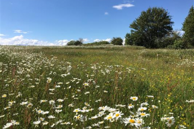 Established ecological mitigation site at Finham Brook, Warwickshire. Photo credit: HS2 Ltd.