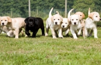 Guide dog puppies - new 3D soundscapes can help their work with the visually impaired